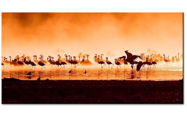 Flamingos in the sunset