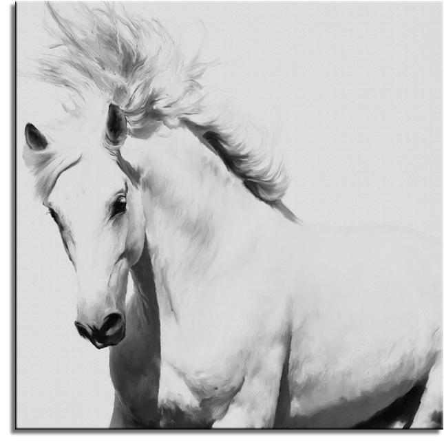 Stallion