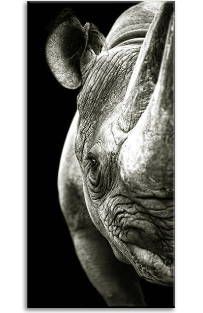 Rhino